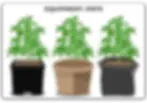 Pots cannabis plants