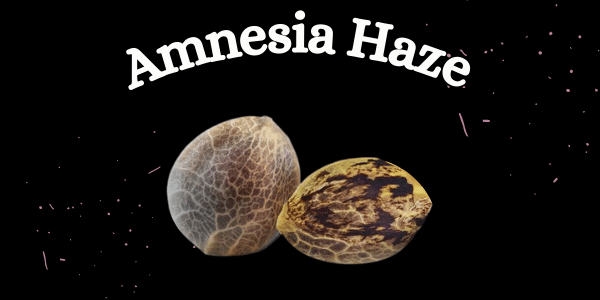 Amnesia Haze strain