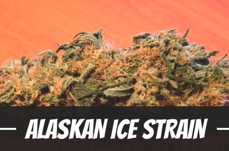 Alaskan Ice Strain