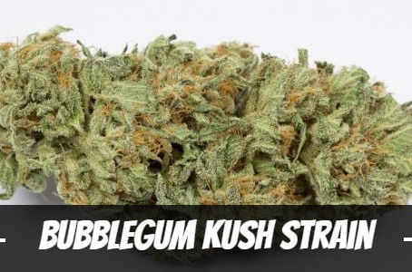 Bubblegum Kush Strain