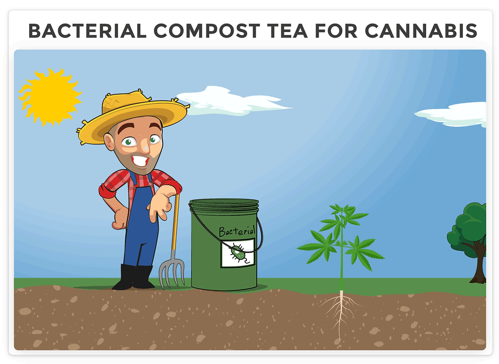 Bacterial compost tea for cannabis