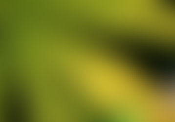 Manganese deficiency in marijuana plants