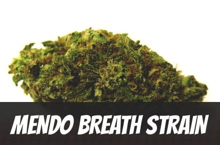 Mendo Breath Strain