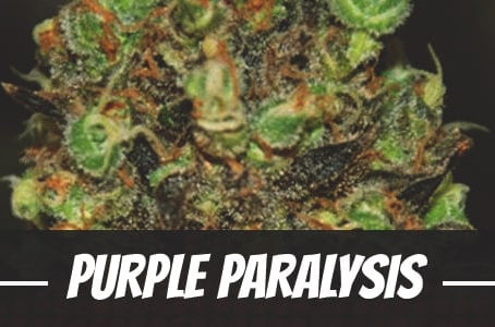 Purple Paralysis Strain