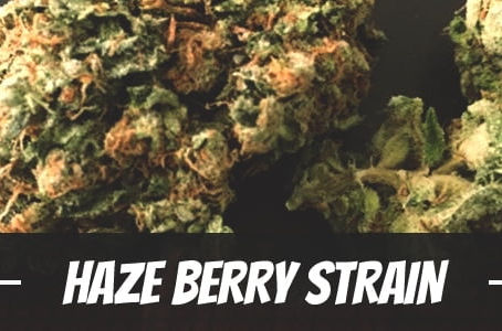 Haze Berry Strain