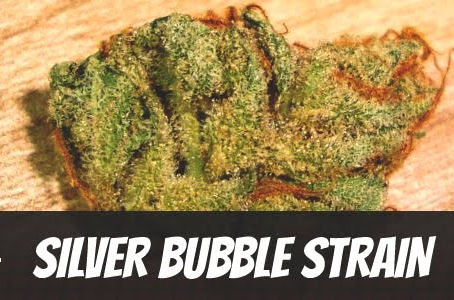 Silver Bubble Strain