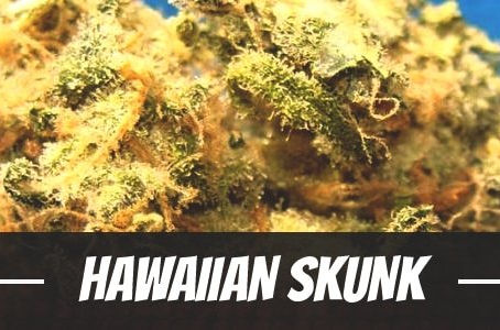 Hawaiian Skunk Strain