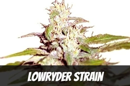Lowryder Strain