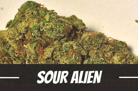 Sour Alien Strain