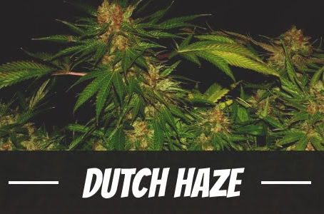 Dutch Haze Strain