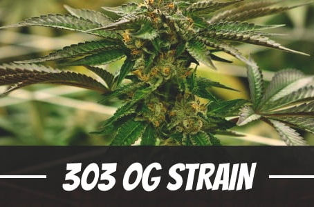303 OG Strain