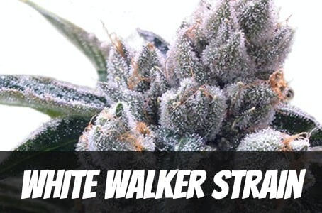 White Walker Strain