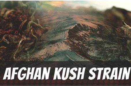 Afghan Kush