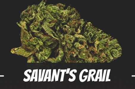 Savant’s Grail Strain