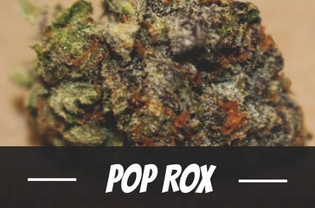 Pop Rox Strain