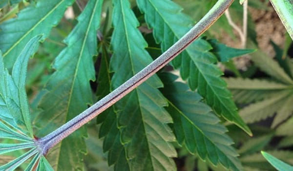 purple weed stem