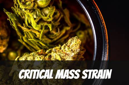 Critical Mass