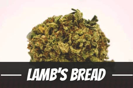 Lamb’s Bread Strain