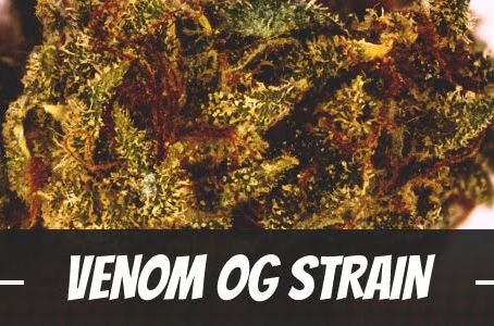 Venom OG Strain