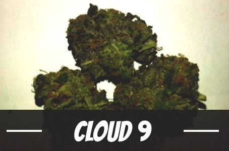 Cloud 9 Strain