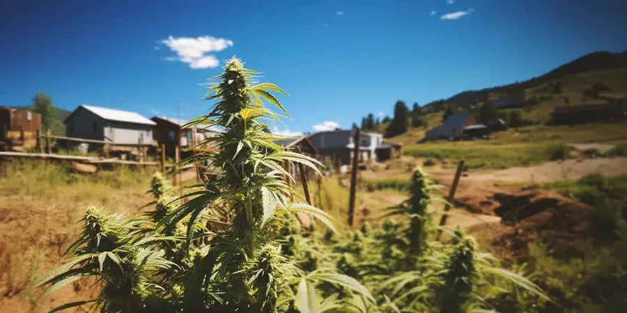 A marijuana plant maturing in the scenic countryside of Colorado.