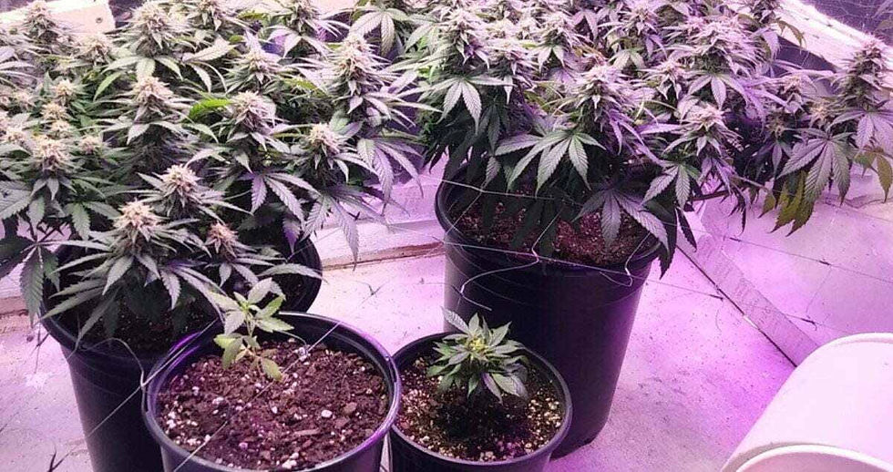 What is the best type of soil for autoflower cannabis?