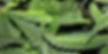 What is the tobacco mosaic virus on marijuana