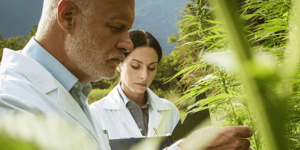 Growing Sweet Tea Strain