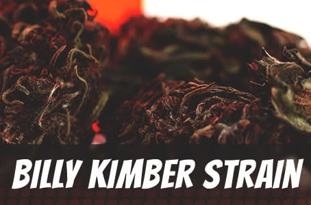 Billy Kimber Strain