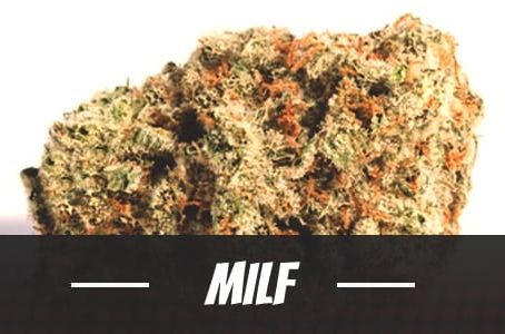 MILF Strain