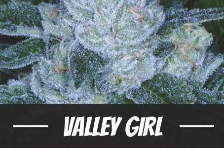 Valley Girl Strain