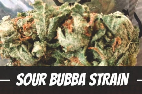 Sour Bubba Strain