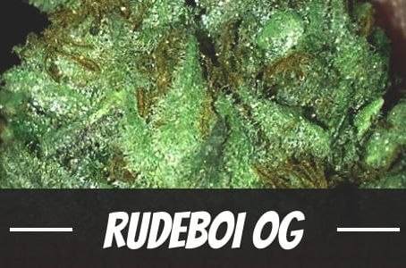 RudeBoi OG Strain