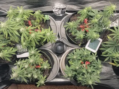 Air Ventilation Part 2: How To Create Good Air Circulation In Your Cannabis Grow Tent