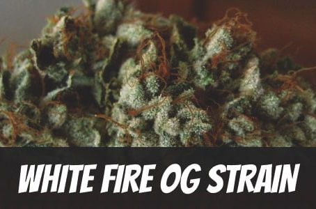 White Fire OG Strain