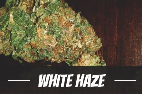 White Haze Strain