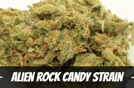 Alien Rock Candy Strain