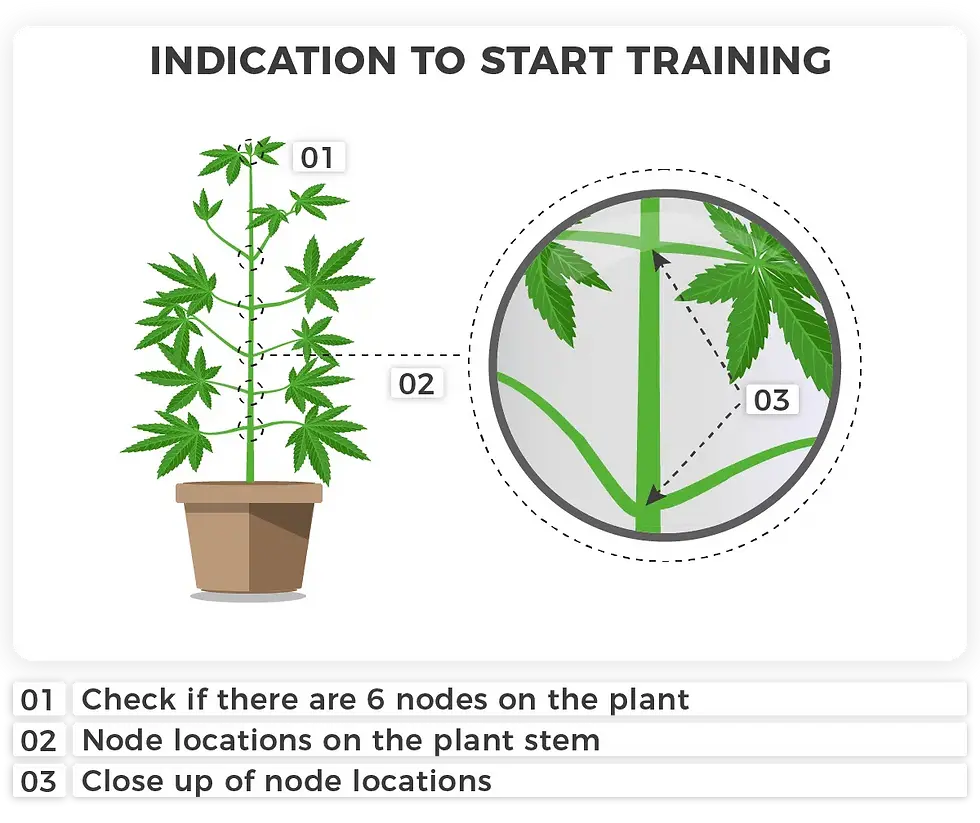 indication to start training mraijuana plant