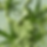 Cannabis infused lubricant