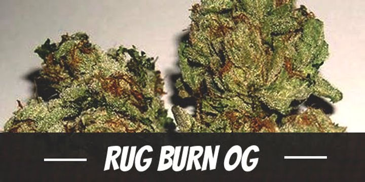 Bad Rug Burb Rug Burn OG Strain