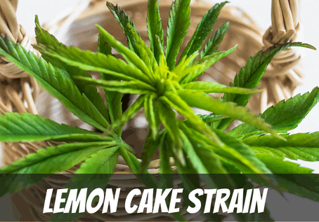 Lemon Cake strain