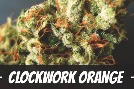 Clockwork Orange Strain