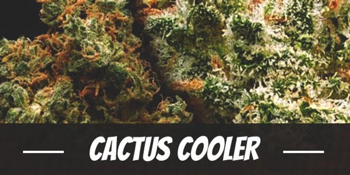 Cactus Cooler Strain