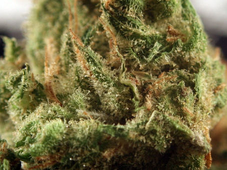 Golden Pineapple Strain