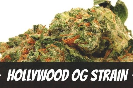 Hollywood OG Strain
