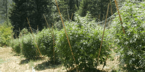 Vertical Trellising outdoors