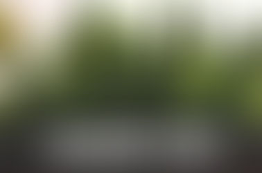 Holland’s Hope Strain