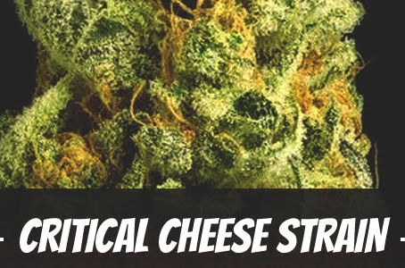 Critical Cheese Strain