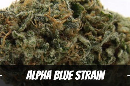 Alpha Blue Strain