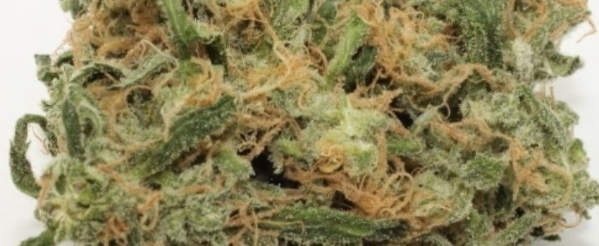 Hawaiian Skunk Medical